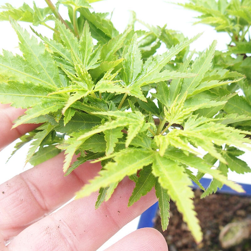 Vonkajší bonsai -Javor dlaňovitolistý Acer palmatum Shishigashira