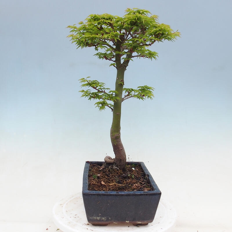 Vonkajší bonsai -Javor dlaňovitolistý Acer palmatum Shishigashira