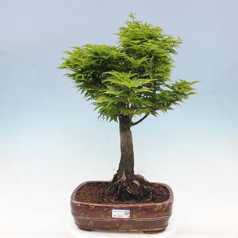 Vonkajší bonsai -Javor dlaňovitolistý Acer palmatum Shishigashira