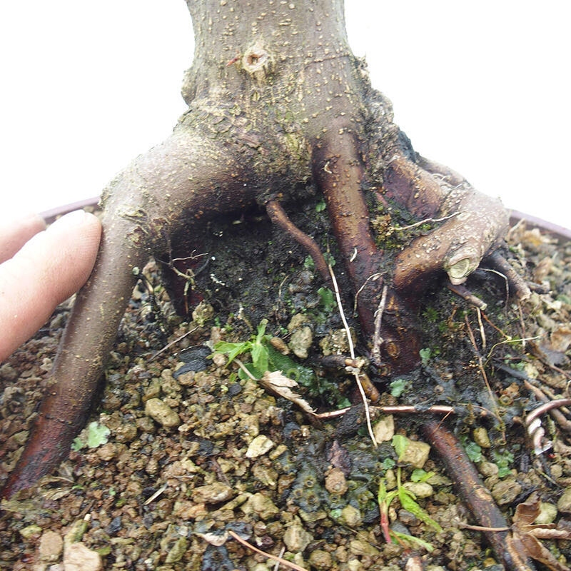 Vonkajší bonsai -Javor dlaňovitolistý Acer palmatum Shishigashira