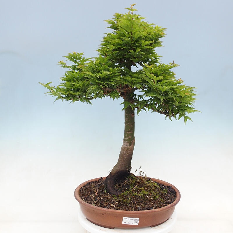 Vonkajší bonsai -Javor dlaňovitolistý Acer palmatum Shishigashira