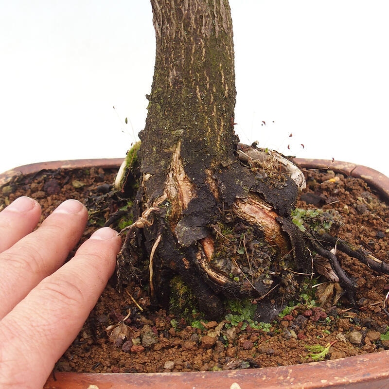 Vonkajší bonsai -Javor dlaňovitolistý Acer palmatum Shishigashira