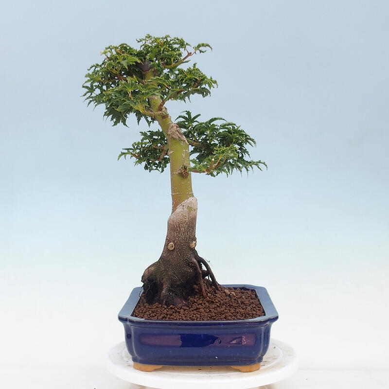 Vonkajší bonsai -Javor dlaňovitolistý Acer palmatum Shishigashira