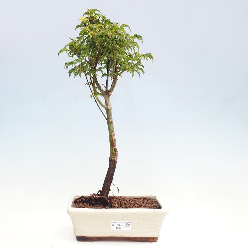 Vonkajší bonsai -Javor dlanitolistý Acer palmatum Shishigashira