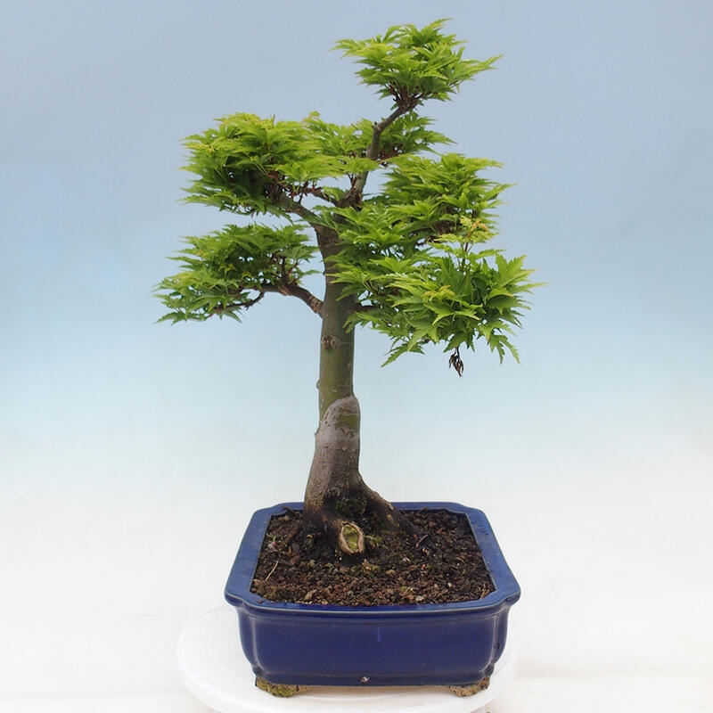 Vonkajší bonsai -Javor dlaňovitolistý Acer palmatum Shishigashira