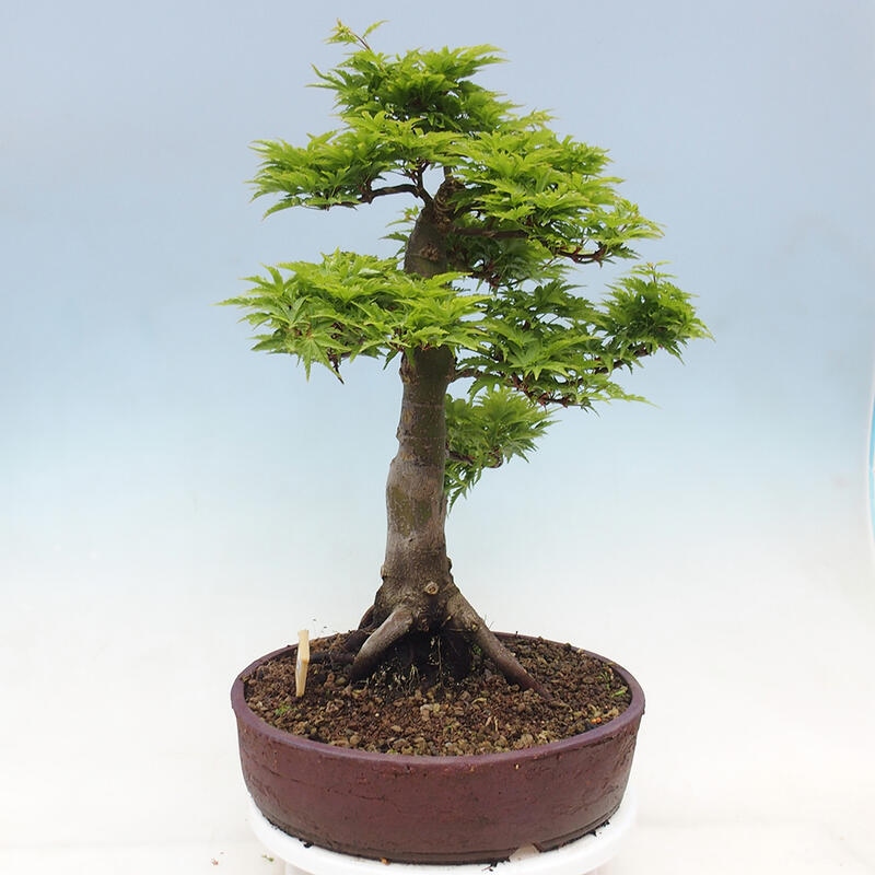 Vonkajší bonsai -Javor dlaňovitolistý Acer palmatum Shishigashira