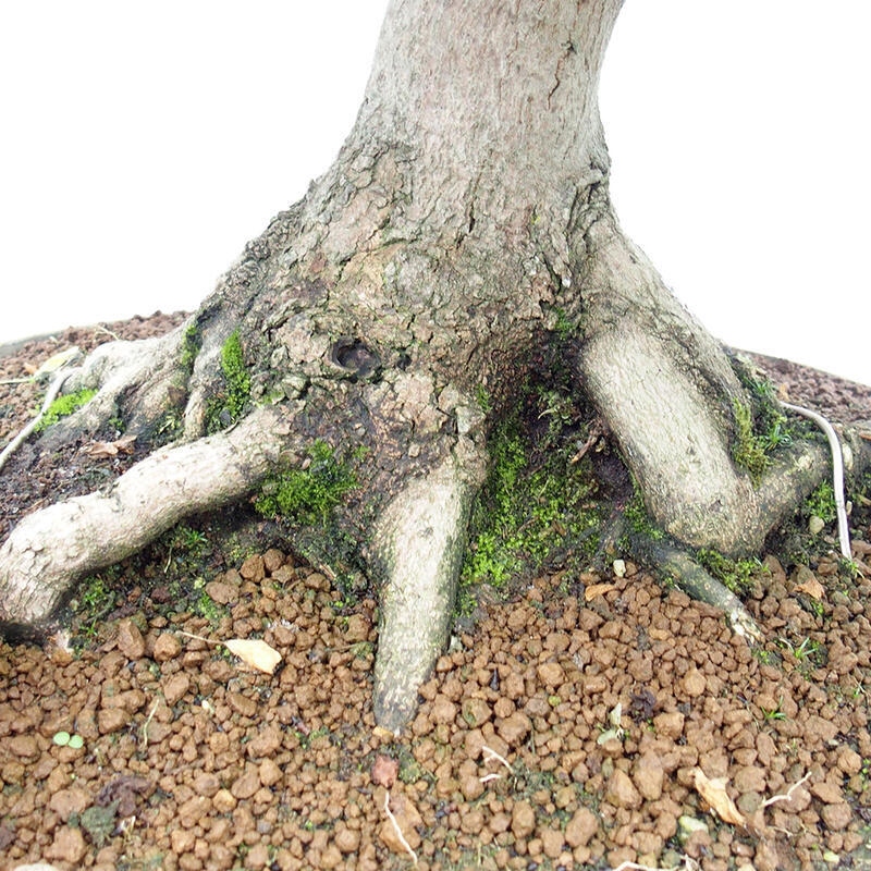 Vonkajší bonsai - Javor Francúzsky - Acer Nonspessulanum