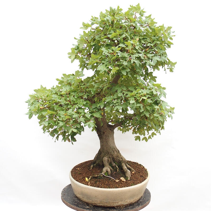 Vonkajší bonsai - Javor Francúzsky - Acer Nonspessulanum