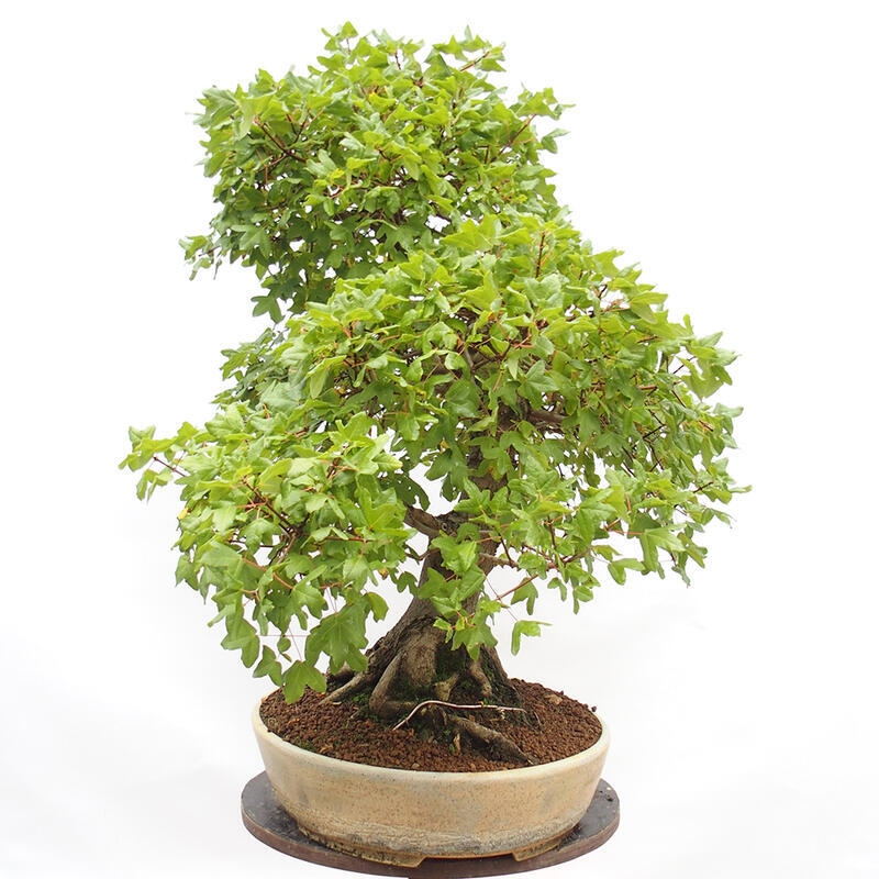 Vonkajší bonsai - Javor Francúzsky - Acer Nonspessulanum