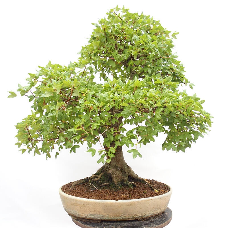 Vonkajší bonsai - Javor Francúzsky - Acer Nonspessulanum