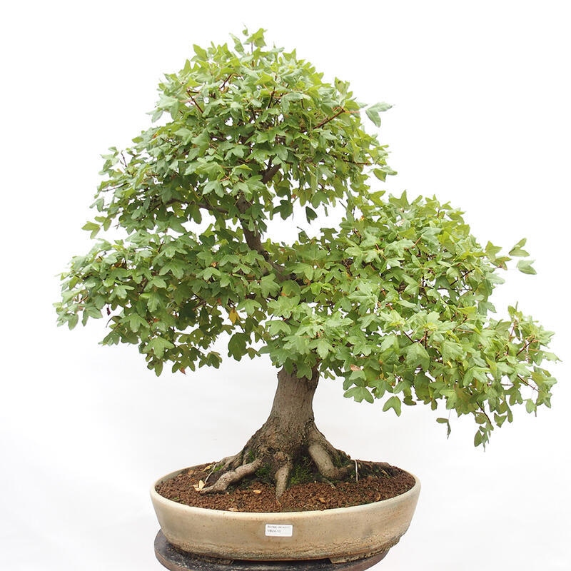 Vonkajší bonsai - Javor Francúzsky - Acer Nonspessulanum