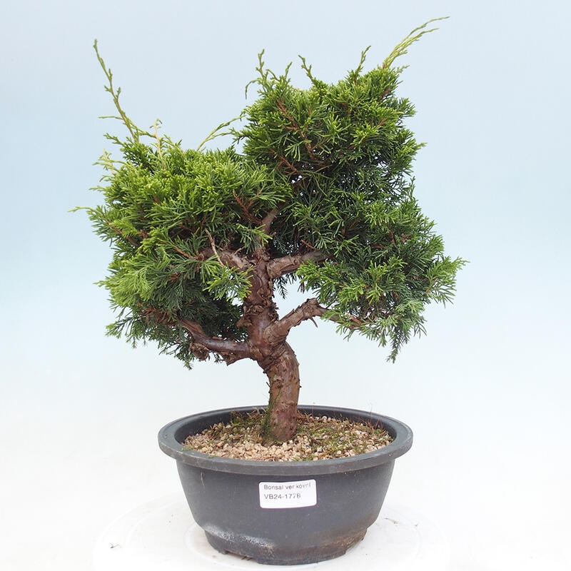 Vonkajší bonsai - Juniperus chinensis Itoigawa -Jalovec čínsky