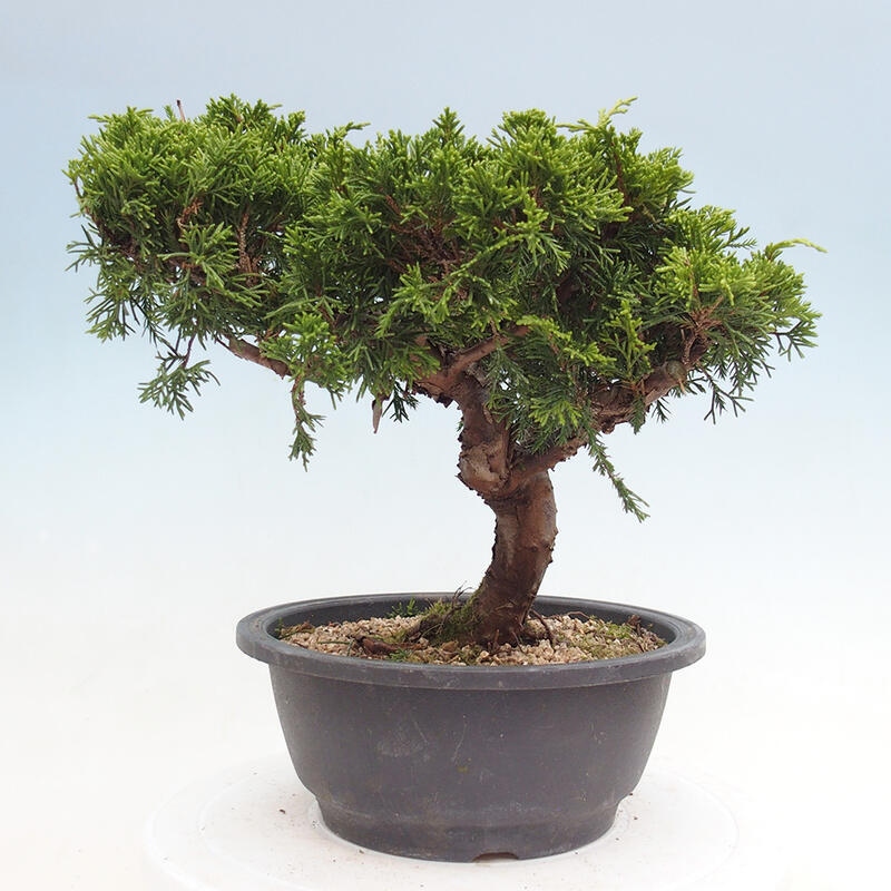 Vonkajší bonsai - Juniperus chinensis Itoigawa -Jalovec čínsky