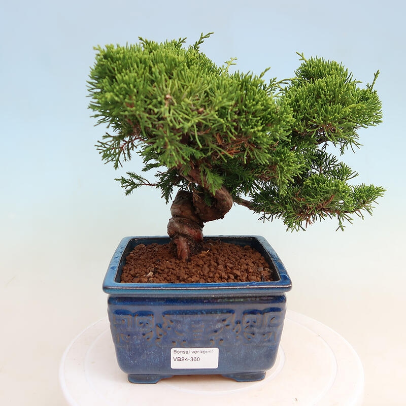 Vonkajší bonsai - Juniperus chinensis Itoigawa -Jalovec čínsky