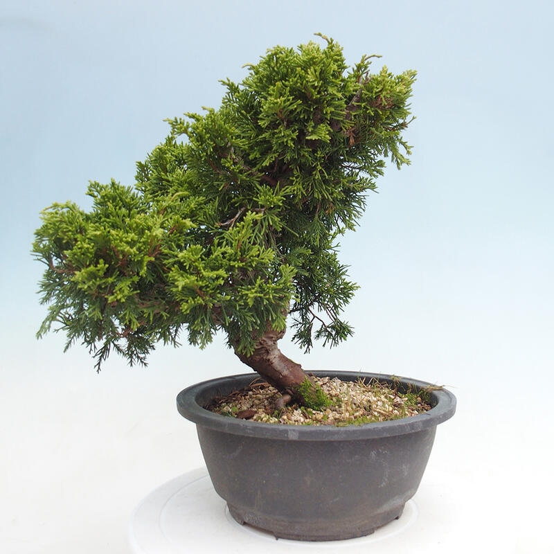 Vonkajší bonsai - Juniperus chinensis Itoigawa -Jalovec čínsky