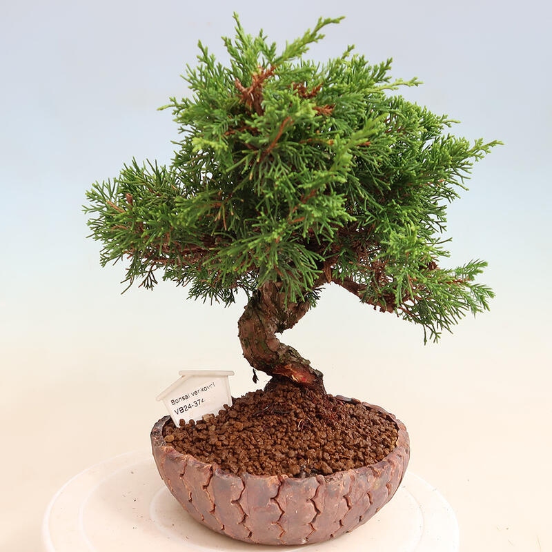 Vonkajší bonsai - Juniperus chinensis Itoigawa -Jalovec čínsky