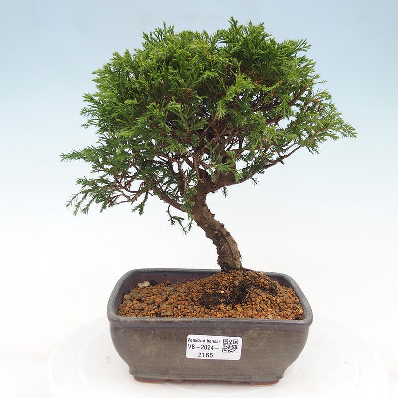 Vonkajší bonsai - Juniperus chinensis Itoigawa -Jalovec čínsky