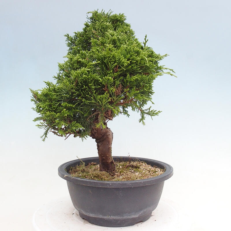 Vonkajší bonsai - Juniperus chinensis Itoigawa -Jalovec čínsky