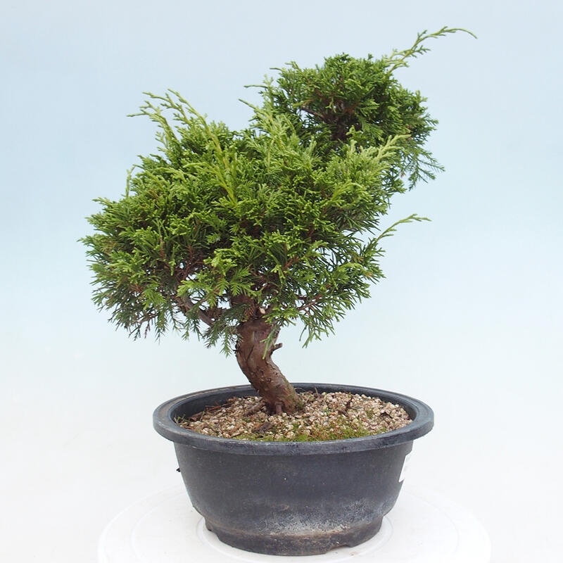 Vonkajší bonsai - Juniperus chinensis Itoigawa -Jalovec čínsky