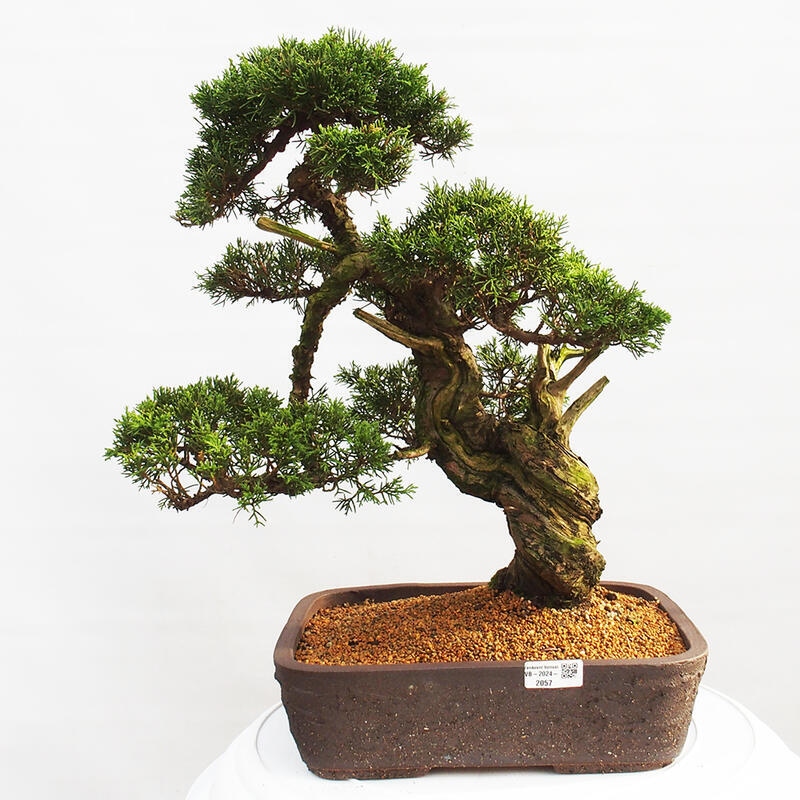 Vonkajší bonsai - Juniperus chinensis Itoigawa -Jalovec čínsky