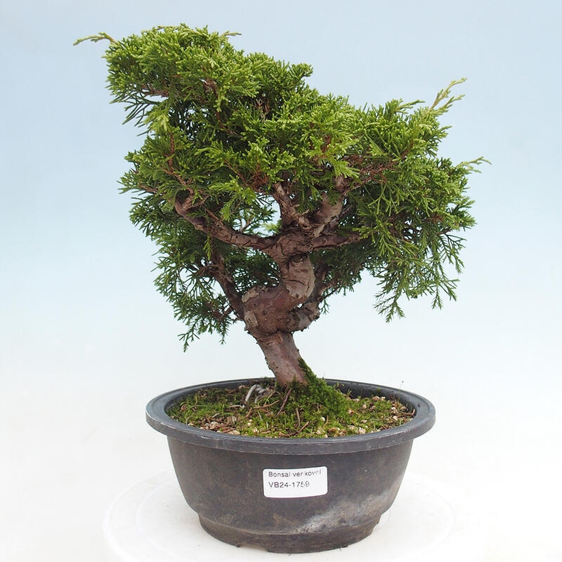 Vonkajší bonsai - Juniperus chinensis Itoigawa -Jalovec čínsky