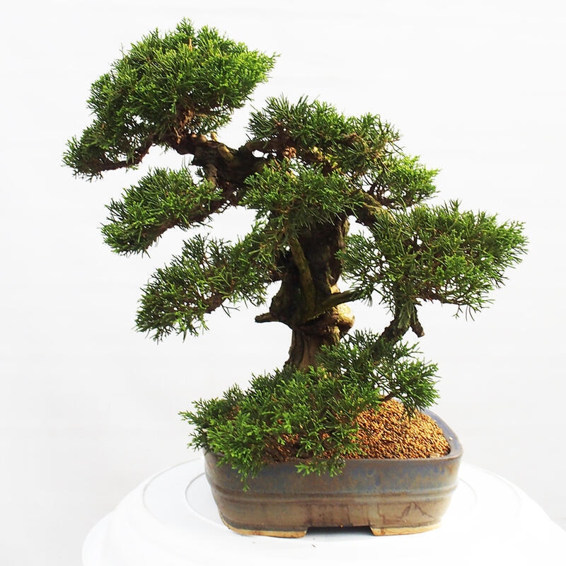 Vonkajší bonsai - Juniperus chinensis Itoigawa -Jalovec čínsky