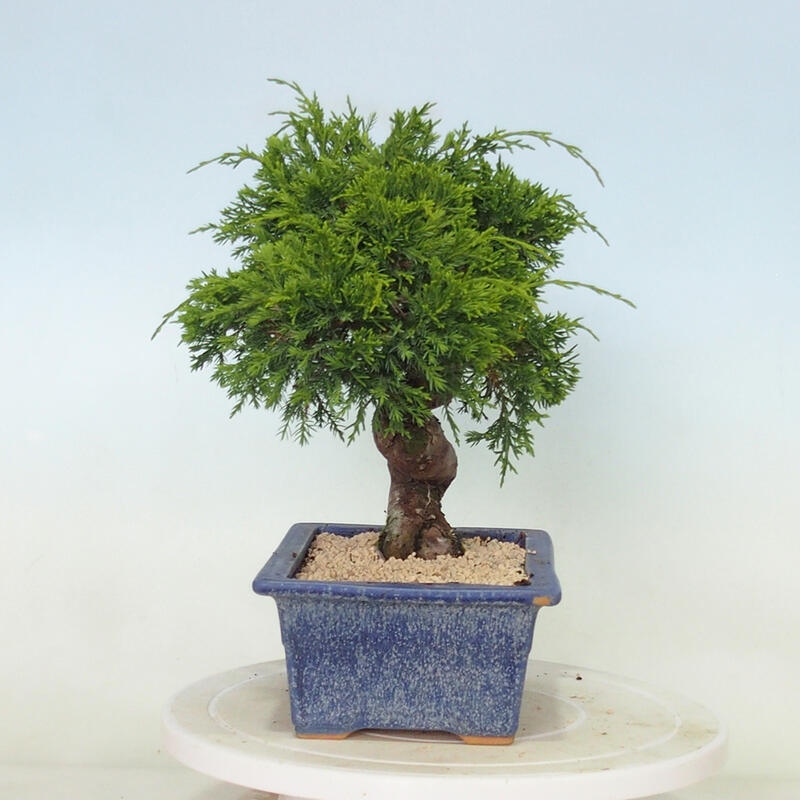 Vonkajší bonsai - Juniperus chinensis Itoigawa -Jalovec čínsky