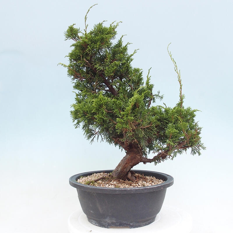 Vonkajší bonsai - Juniperus chinensis Itoigawa -Jalovec čínsky