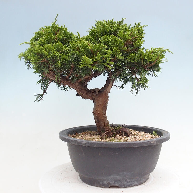 Vonkajší bonsai - Juniperus chinensis Itoigawa -Jalovec čínsky