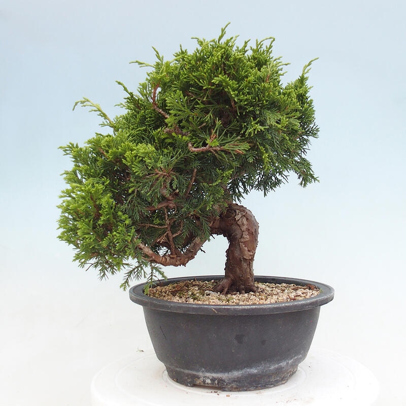 Vonkajší bonsai - Juniperus chinensis Itoigawa -Jalovec čínsky