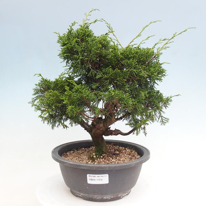 Vonkajší bonsai - Juniperus chinensis Itoigawa -Jalovec čínsky