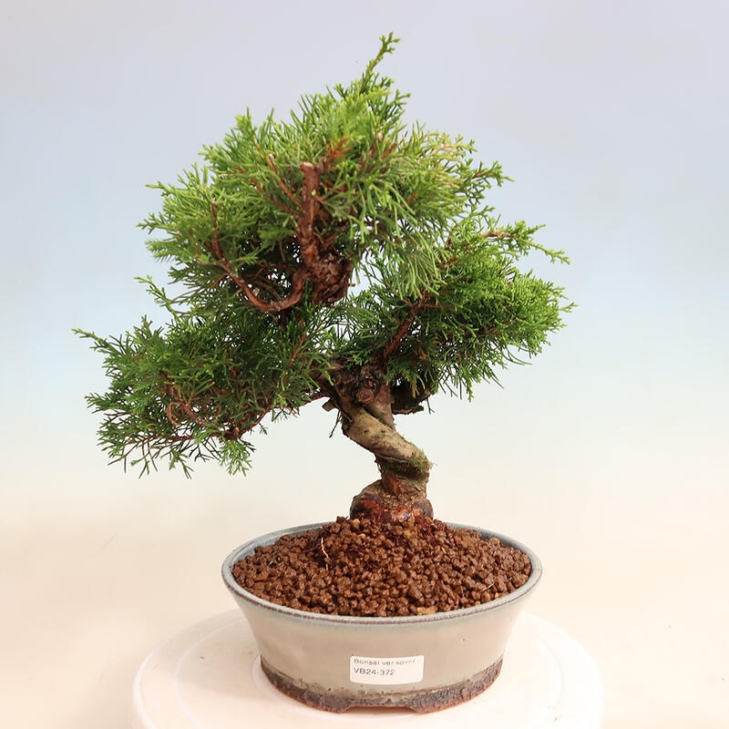 Vonkajší bonsai - Juniperus chinensis Itoigawa -Jalovec čínsky