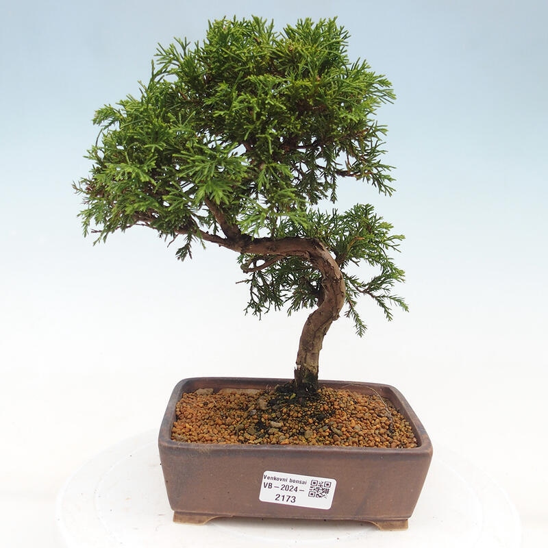 Vonkajší bonsai - Juniperus chinensis Itoigawa -Jalovec čínsky