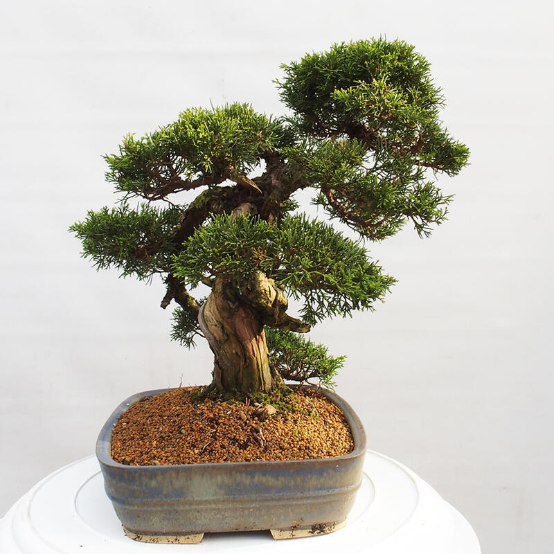 Vonkajší bonsai - Juniperus chinensis Itoigawa -Jalovec čínsky