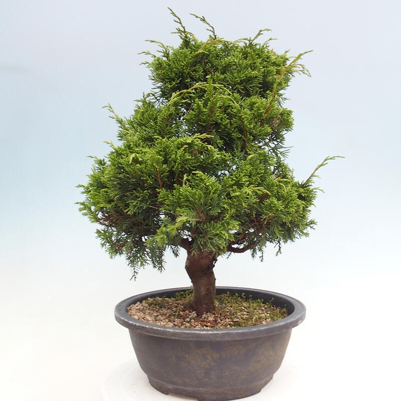 Vonkajší bonsai - Juniperus chinensis Itoigawa -Jalovec čínsky