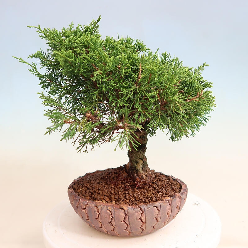 Vonkajší bonsai - Juniperus chinensis Itoigawa -Jalovec čínsky