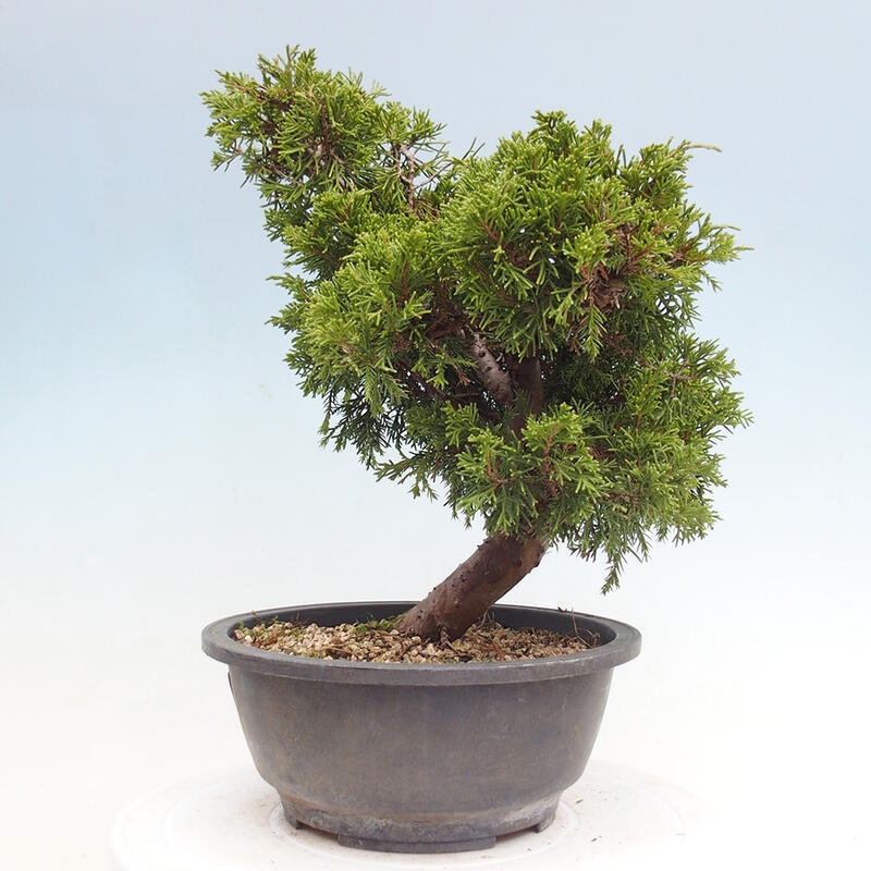 Vonkajší bonsai - Juniperus chinensis Itoigawa -Jalovec čínsky