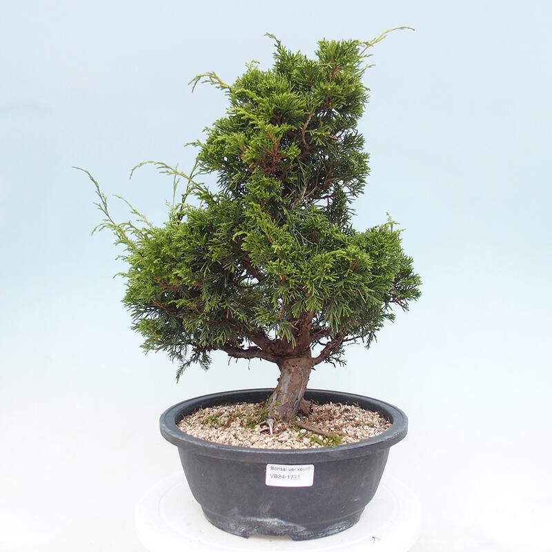 Vonkajší bonsai - Juniperus chinensis Itoigawa -Jalovec čínsky