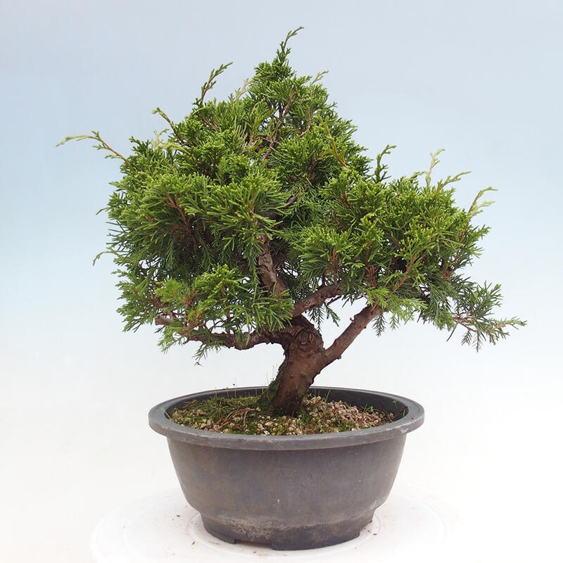 Vonkajší bonsai - Juniperus chinensis Itoigawa -Jalovec čínsky