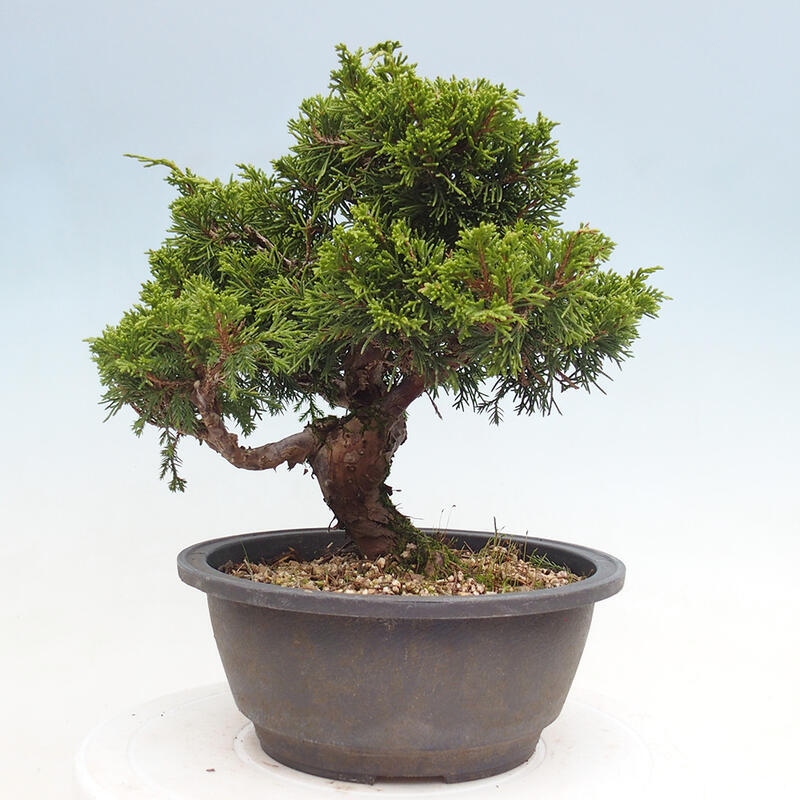 Vonkajší bonsai - Juniperus chinensis Itoigawa -Jalovec čínsky