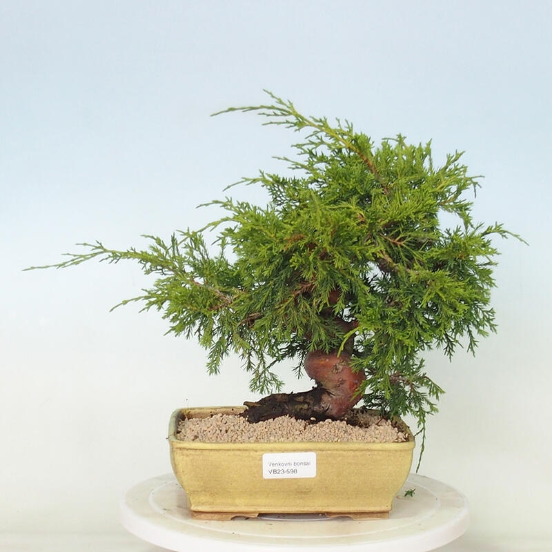 Vonkajší bonsai - Juniperus chinensis Itoigawa -Jalovec čínsky