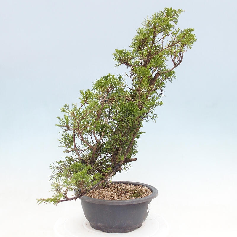 Vonkajší bonsai - Juniperus chinensis Itoigawa -Jalovec čínsky