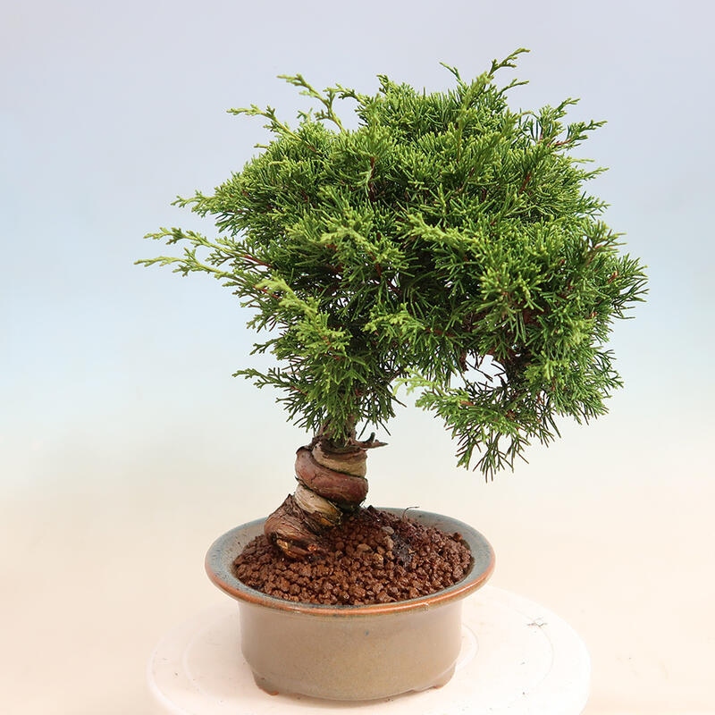 Vonkajší bonsai - Juniperus chinensis Itoigawa -Jalovec čínsky