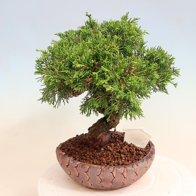 Vonkajší bonsai - Juniperus chinensis Itoigawa -Jalovec čínsky