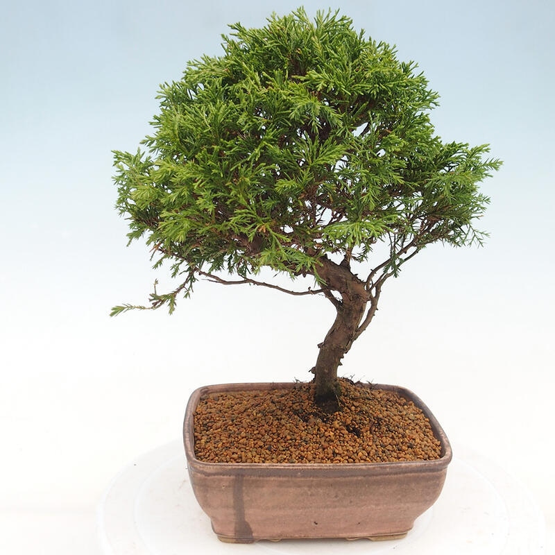 Vonkajší bonsai - Juniperus chinensis Itoigawa -Jalovec čínsky