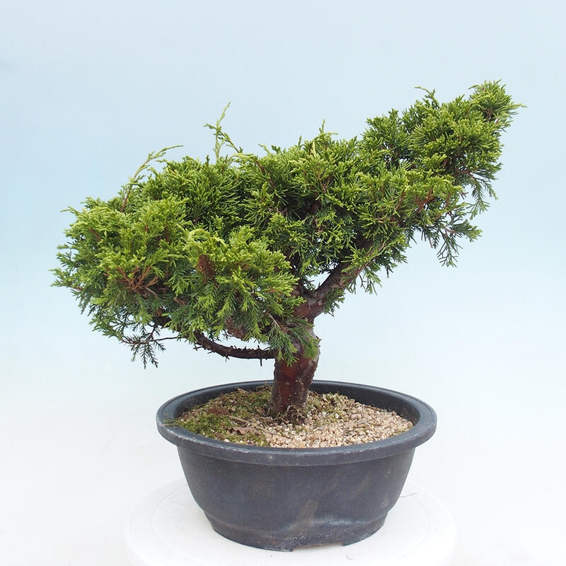 Vonkajší bonsai - Juniperus chinensis Itoigawa -Jalovec čínsky