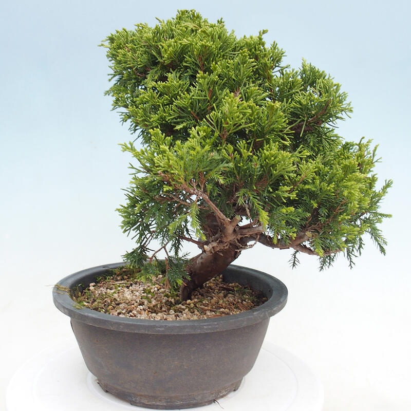 Vonkajší bonsai - Juniperus chinensis Itoigawa -Jalovec čínsky