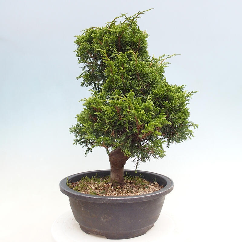 Vonkajší bonsai - Juniperus chinensis Itoigawa -Jalovec čínsky