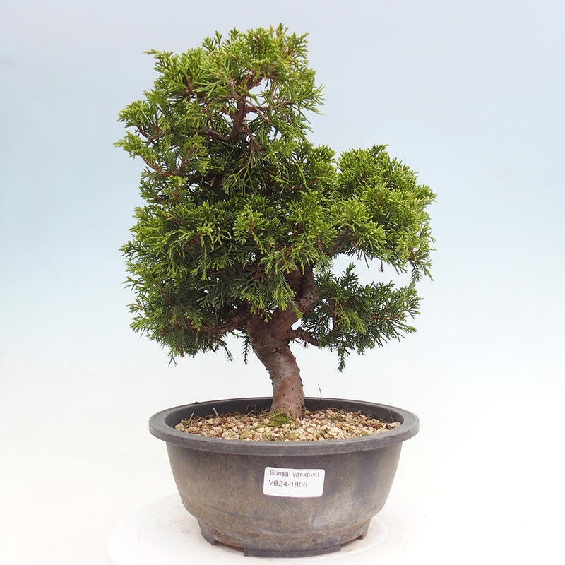 Vonkajší bonsai - Juniperus chinensis Itoigawa -Jalovec čínsky