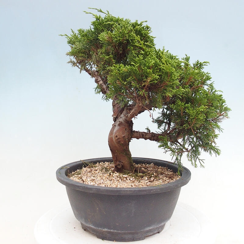 Vonkajší bonsai - Juniperus chinensis Itoigawa -Jalovec čínsky